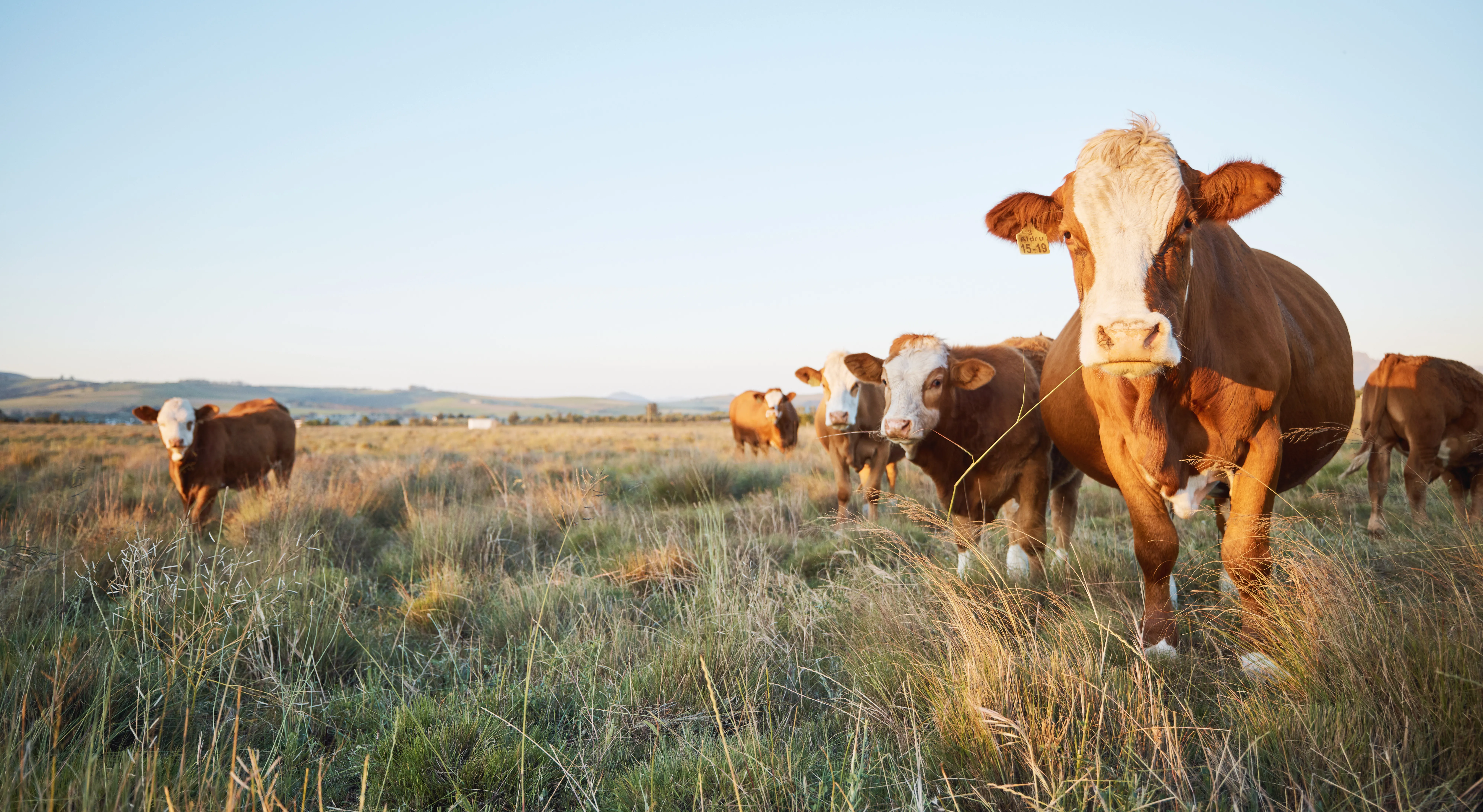 Cattle in agricultural livestock setting
