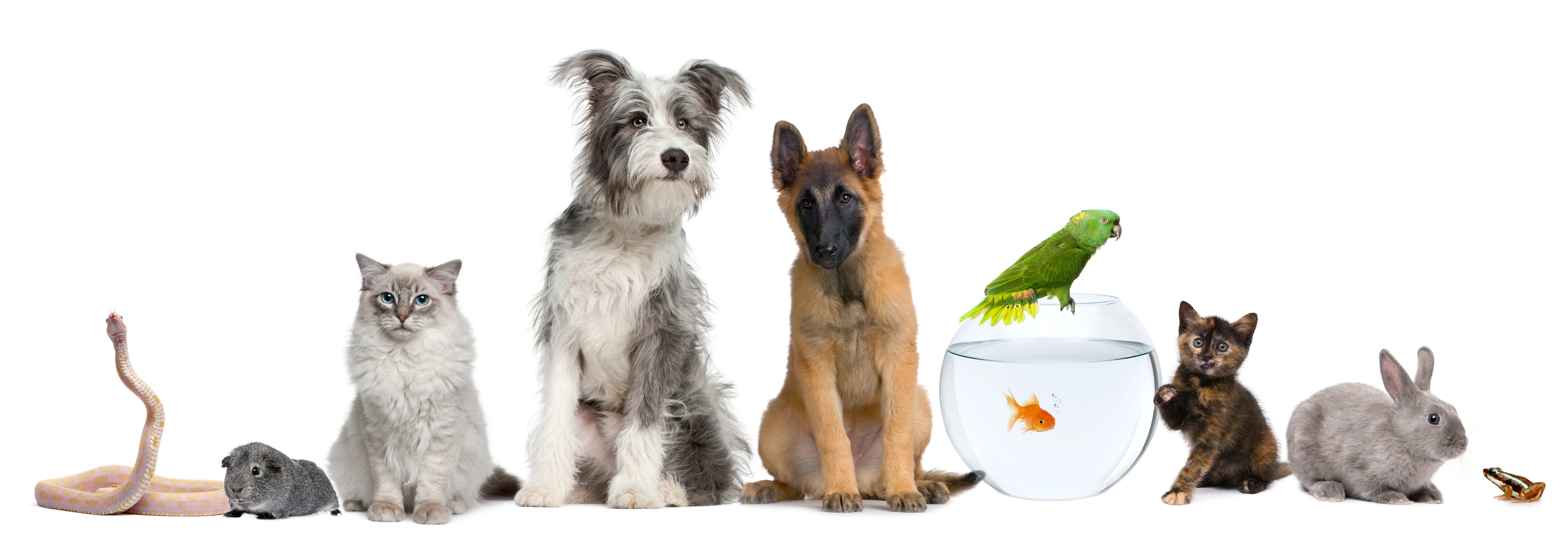 Various companion animals including dogs, cats, and small pets