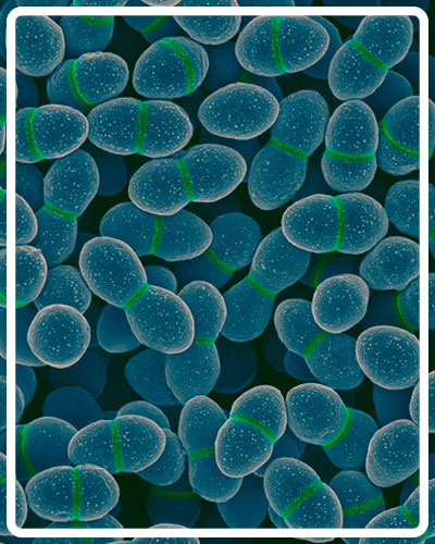 Enterococcus faecium