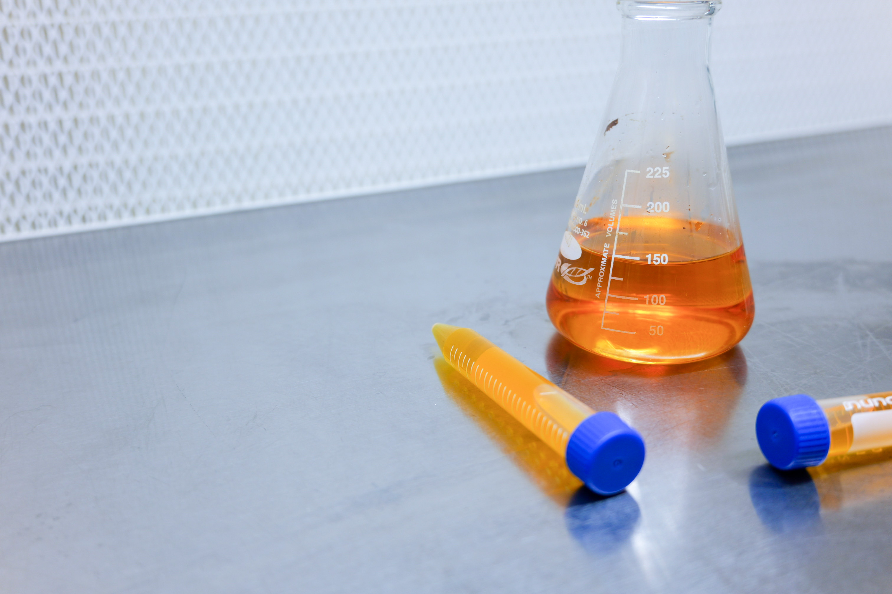 Whole genome sequencing workflow diagram for strain identification