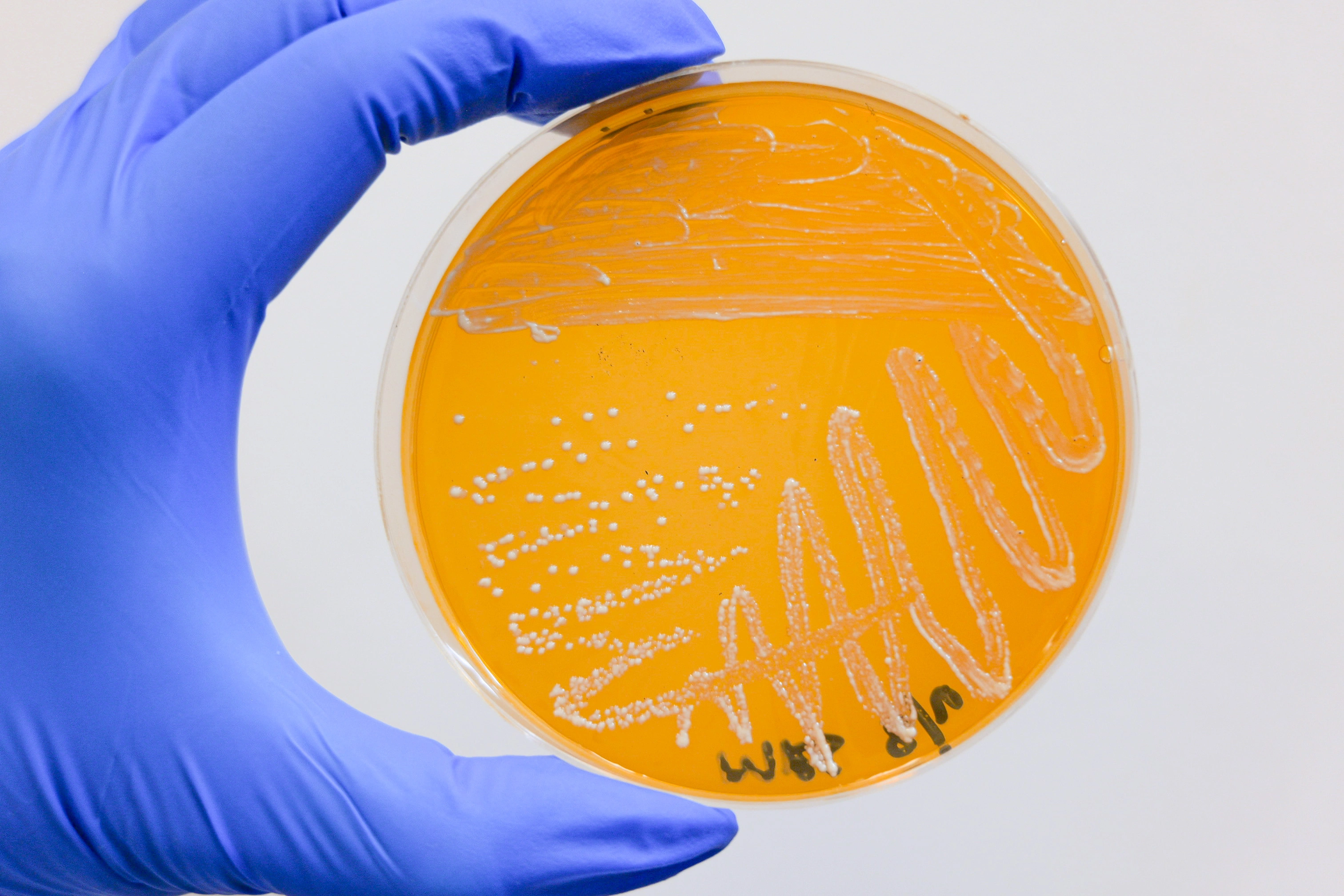 Petri dish with bacterial colonies for strain validation